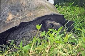 Maybe you would like to learn more about one of these? Spesies Baru Kura Kura Raksasa Di Galapagos Antara News