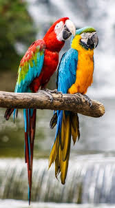 Login Tropikal Desenler Macaws Note No Copyright Infringement Is Intended So Message Me For Adding Credit Or Re 2020 Papaganlar Rengarenk Kuslar Papagan