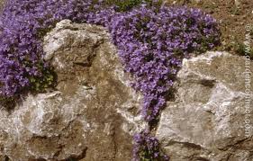 We did not find results for: Bellflower Plant Finder Knights Garden Centres