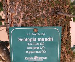 Image result for Scolopia mundii