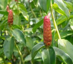 Spiral Gingers Non Edible Ginger Cuttings 3 Cuttings By Emerritts On Etsy Tropical Plants Low Maintenance Plants Rhizome