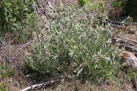 Image result for Landolphia cuneifolia