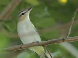 Fashionable Birding Dry Tortugas National Park Beautiful Birds National Parks