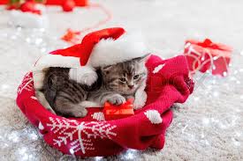 Select from premium christmas kitten of the highest quality. Christmas Kitten Wearing Santa Claus Stock Image Colourbox