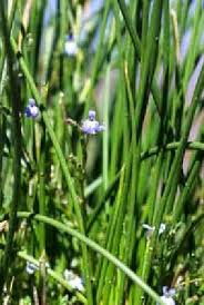 Image result for Senecio speciosus