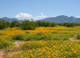 Brittlebush is very common along most hillsides, so brilliant displays can be found in almost any corner of the arizona desert. Southeastern Arizona Wildflowers And Plants An Identification Guide To Sonoran Desert Plants And Tucson Wildflowers