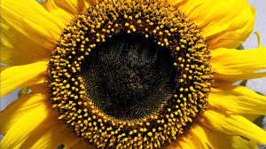 It also commonly is used specifically in reference to the annual plant helianthus annuus, the common sunflower. Sunflower Description Uses Facts Britannica