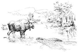 Illustration frog in the pond, coloring page, eps 8, jpg (high resolution). Online Coloring Pages Coloring Page Elk In The River Animals Download Print Coloring Page