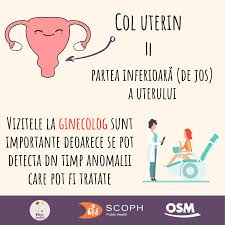 Toate aceste părți sunt acoperite cu diferite tipuri de diferențiere epitelială care apare la maturitate femeie. Asigurarea De SÄƒnÄƒtate In Germania Posts Facebook