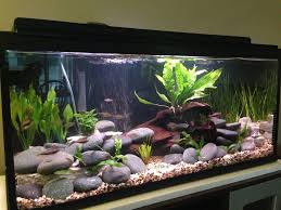 Finally Planted My 600 Gph 29 Gal River Tank What Do You Think Tropical Fish Tanks Fish Tank Themes Fish Tank Design