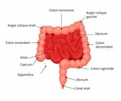 En france, on utilise également le terme « colopathie. Cancer Du Colon Des Symptomes Aux Traitements American Hospital Of Paris