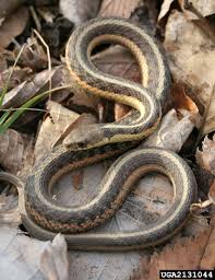 Where did the garter snake get its funny name? Sssssssnakes In The Garden Bygl