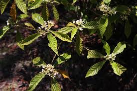 Image result for Psychotria auxopoda