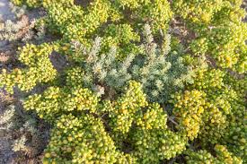 Image result for Suaeda vermiculata