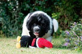 Check spelling or type a new query. Newfoundland Puppies Homepage