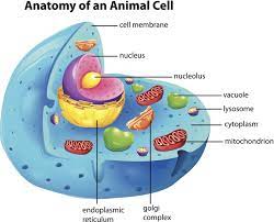 Maybe you would like to learn more about one of these? These Facts About The Cytoplasm Reveal Why It S Vital For Survival Biology Wise