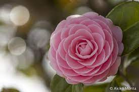 Japanese Camellia Macro Photography Flowers Macro Flower Spring Flowers