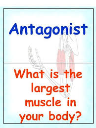 What Is The Largest Muscle In Your Body In 2020 Types Of Muscles Muscular System Eccentric Contraction