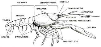Crayfish Dissection Crayfish Biology Lessons Dissection