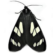 Black And White Spotted Moth Meaning Bicbugs Gnophaela Latipennis Black White Day Flying Moth Arizona Usa Moth Black And White Arizona Usa