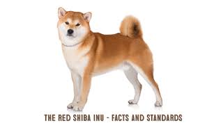 How to draw a shiba inu | easy drawing and coloring hi everybody, in this video, let's learn drawing and coloring a shiba inu dog in the easiest way. The Red Shiba Inu My First Shiba Inu