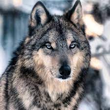 Alpha Wolf Pack S Instagram Post Follow Alphawolfinstinct For More Follow Alphawolfinstinct For More Credit In 2021 Wolf Photography Wolf World Alpha Wolf