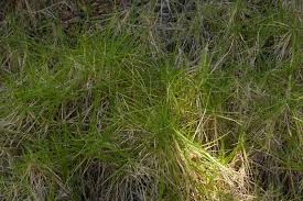 Image result for Cenchrus clandestinus