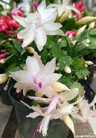 The christmas cactus can be propagated either way. Christmas Cactus Care A Long Lasting Succulent Houseplant
