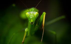 High Resolution Praying Mantis Hd 1920x1200 Wallpaper Id 156419 For Pc Download prayer wallpaper from the above hd widescreen 4k 5k 8k ultra hd resolutions for desktops laptops, notebook, apple iphone & ipad. high resolution praying mantis hd
