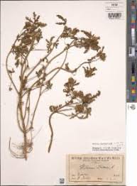 Image result for Hibiscus tridactylites