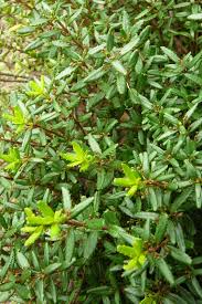 Image result for Clutia paxii