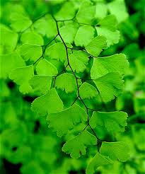 Image result for Adiantum capillus-veneris
