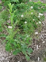 Image result for Lactuca ugandensis