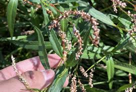 Image result for Persicaria decipiens
