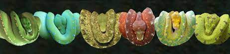 So Cute A Python Rainbow This Photo Shows Australian Green Tree Pythons With Various Colorings Apparently S Emerald Tree Boa Green Trees Australian Greens