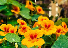 We did not find results for: Plants That Repel Insects 10 Options For The Yard Bob Vila