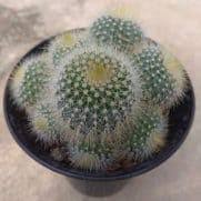 Itulah mengapa, banyak yang melakukan segala upaya untuk membuat wajah mereka cantik. Jual Benih Bibit Tanaman Kaktus Murah Lengkap Bibit Online