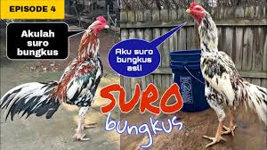 Sisik jual hewan peliharaan hewan lainnya terlengkap di indonesia olx co id. Ayam Bangkok Suro Bungkus Sekali Pukul Mati Mendadak Episode 4 Youtube