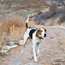 Be the first to know about the latest decorating trends delivered right to your inbox ! 43 Treeing Walker Coonhounds In Honor Of Harper Ideas Treeing Walker Coonhound Coonhound Walker Coonhound