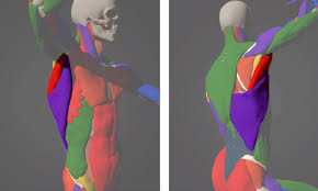 Back muscles reference | male. If You Can Draw Armpits You Can Draw Figures Love Life Drawing