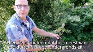 Maybe you would like to learn more about one of these? Hoe Bestrijd Je De Japanse Duizendknoop Youtube