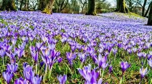 Wildkrokusse Vorwitzige Fruhbluher Krokus Garten Naturnaher Garten