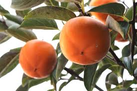 Dwarf fruit trees bear fruit in only 3 to 5 years. 7 Unique Fruit Trees For Southern California