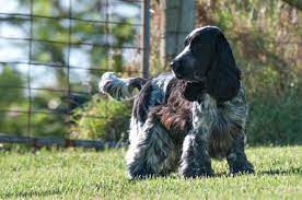 The cocker tail is typically docked, or cut short, when puppies are three or four days old. Relaxed By Greg Christie Blue Roan Cocker Spaniel English Cocker Spaniel Black Cocker Spaniel