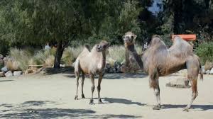 Hump day!' geico youtube ad gets 1.7m views. Geico Tv Commercial Camels It S What You Do Ispot Tv