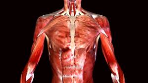 Structural groups of muscles largely determine functional groups—that is, the structural location of a the diaphragm attaches to the internal surfaces of the sternum, the lower six ribs and their costal note: Human Ribs Muscle Stock Footage Video 100 Royalty Free 9049708 Shutterstock