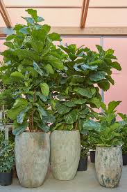 Image result for Ficus conraui