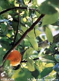 Image result for Citrus × aurantium