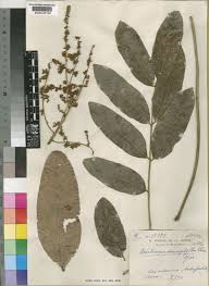 Image result for Deinbollia kilimandscharica