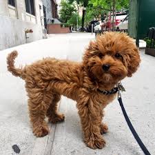 Petit Jean Puppies Goldendoodle Puppies For Sale Cavapoo And Cavapoochon Puppies Mini Goldendoodle Pupp Calm Dog Breeds Goldendoodle Puppy Quiet Dog Breeds